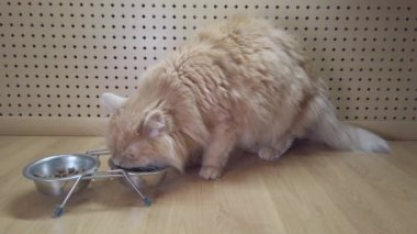 Kızıl saçlı kedi evde bir kase kuru yiyecekten yiyor.