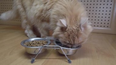 Kırmızı kedinin kasedeki yiyeceği yediği yakın plan bir fotoğraf. Bir evcil hayvanı beslemek