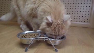 Kırmızı kedinin kasedeki yiyeceği yediği yakın plan bir fotoğraf. Bir evcil hayvanı beslemek