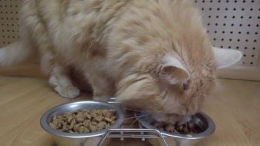 Kırmızı kedinin kasedeki yiyeceği yediği yakın plan bir fotoğraf. Bir evcil hayvanı beslemek