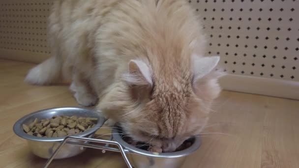 Ένα Κοντινό Πλάνο Της Κόκκινης Γάτας Που Τρώει Φαγητό Από — Αρχείο Βίντεο