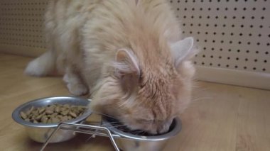 Kırmızı kedinin kasedeki yiyeceği yediği yakın plan bir fotoğraf. Bir evcil hayvanı beslemek