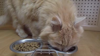 Kırmızı kedinin kasedeki yiyeceği yediği yakın plan bir fotoğraf. Bir evcil hayvanı beslemek