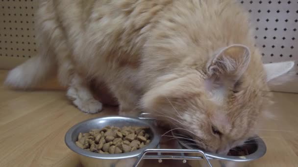 Närbild Den Röda Katten Som Äter Maten Från Skålen Foder — Stockvideo