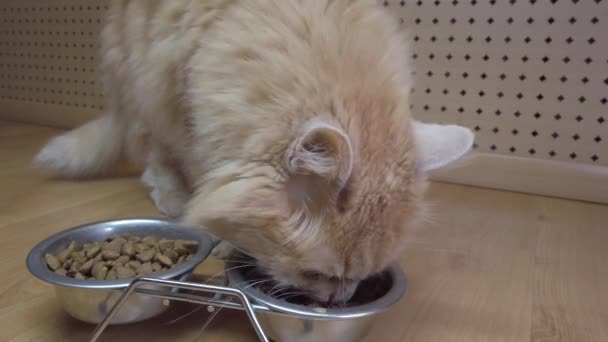 Närbild Den Röda Katten Som Äter Maten Från Skålen Foder — Stockvideo