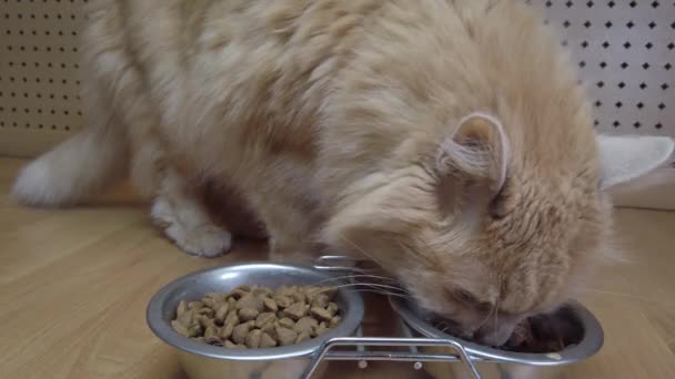 Primer Plano Del Gato Rojo Comiendo Comida Del Tazón Alimentar — Vídeos de Stock