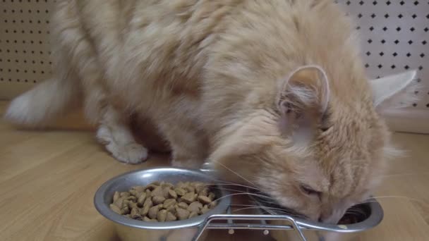 Крупный План Красной Кошки Поедающей Еду Миски Кормление Питомца — стоковое видео