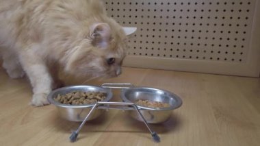 Kırmızı kedinin kasedeki yiyeceği yediği yakın plan bir fotoğraf. Bir evcil hayvanı beslemek