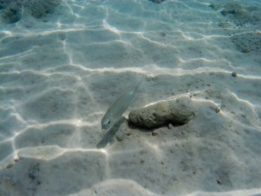 Adaman Denizi 'ndeki Tayland' ın inanılmaz sualtı dünyası.