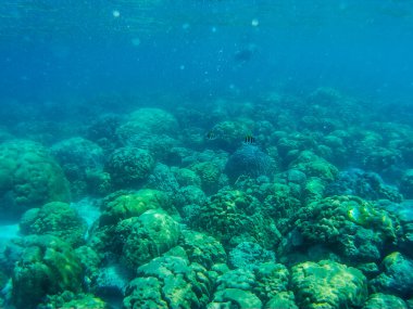 Adaman Denizi 'ndeki Tayland' ın inanılmaz sualtı dünyası.