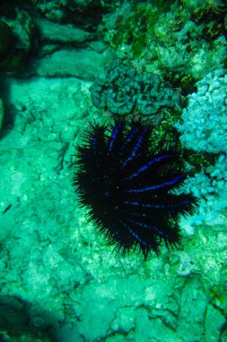 Adaman Denizi 'ndeki Tayland' ın inanılmaz sualtı dünyası.