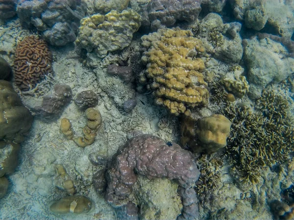 Incredible Underwater World Thailand Adaman Sea — Stock Photo, Image