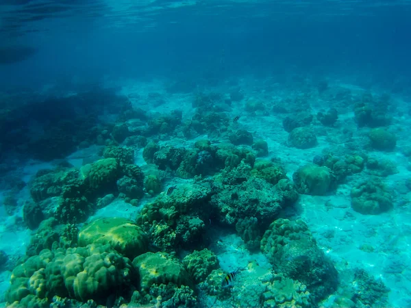 Increíble Mundo Submarino Tailandia Mar Adaman — Foto de Stock