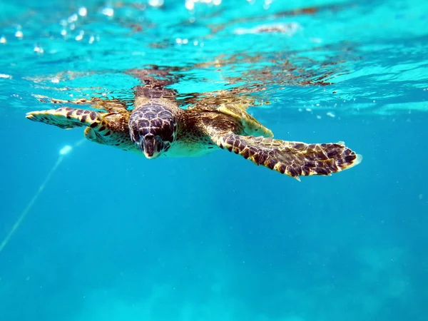 Adaman Denizi 'ndeki Tayland' ın inanılmaz sualtı dünyası.