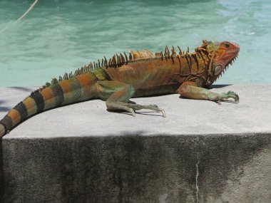 Tayland, kertenkele ve iguanaların krallıkları.