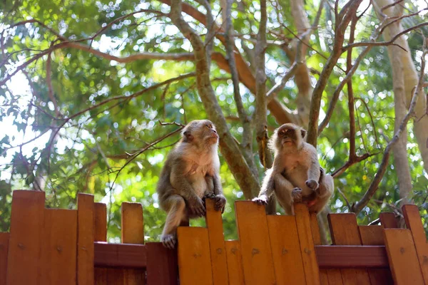 Πίθηκοι Στα Δάση Της Ταϊλάνδης — Φωτογραφία Αρχείου