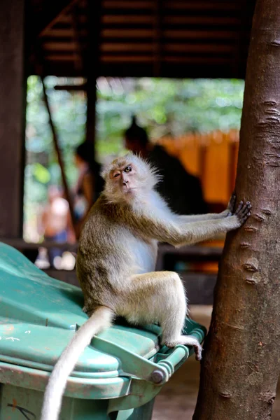Affen Den Wäldern Thailands — Stockfoto