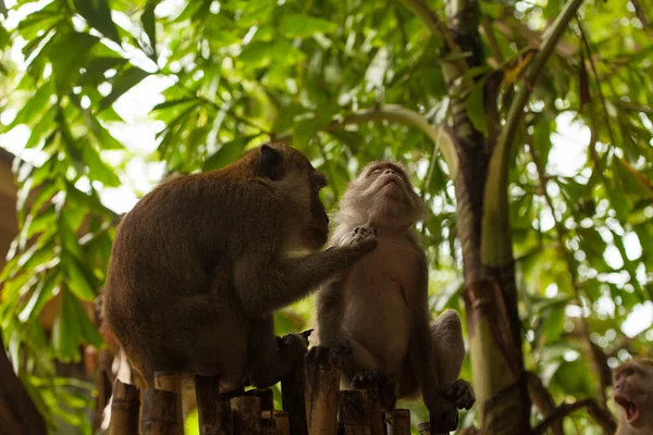 Monos Los Bosques Tailandia — Foto de Stock