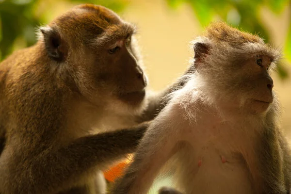 Monos Los Bosques Tailandia —  Fotos de Stock