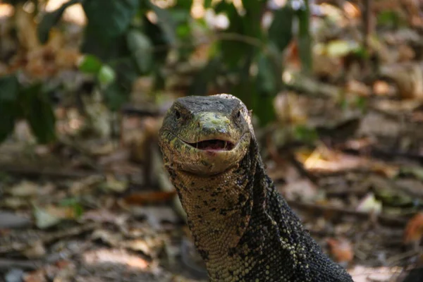 Animals kingdoms of Thailand, lizards and iguanas