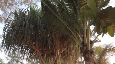 Palmiye dalları yakın çekim, kamera hareketleri palmiye ağaçlarının altında