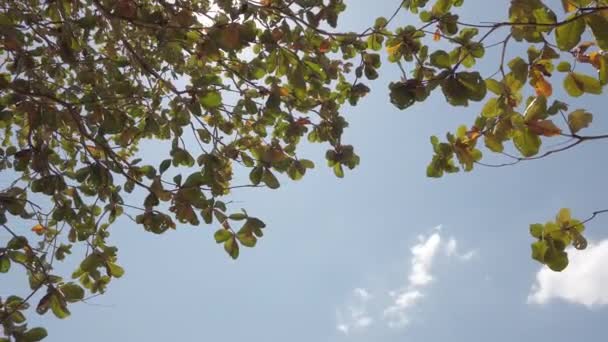 Groene loof van een boom tegen een blauwe lucht en heldere zon — Stockvideo