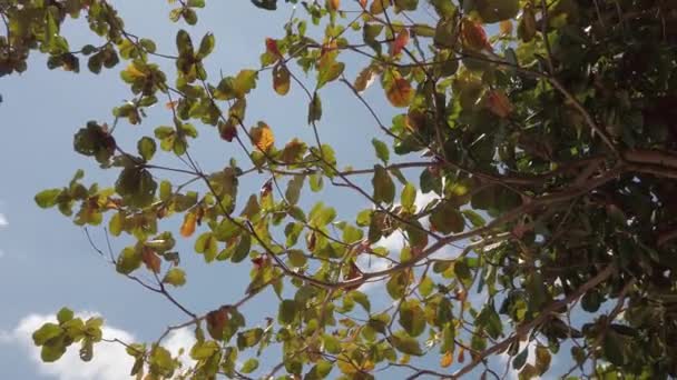 Gröna blad av ett träd mot en blå himmel och ljus sol — Stockvideo
