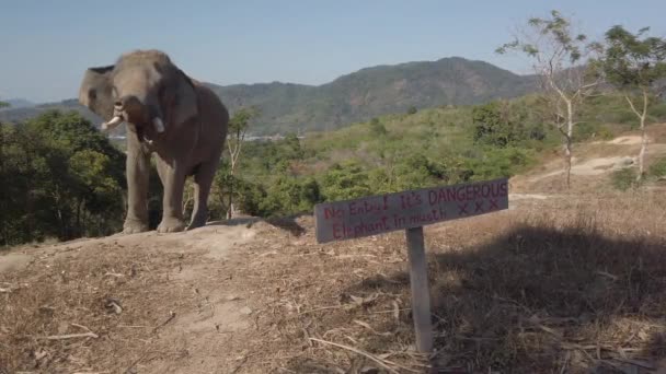 Ελέφαντας Δεμένος Ένα Δέντρο Ένα Λόφο Στο Πουκέτ Της Ταϊλάνδης — Αρχείο Βίντεο