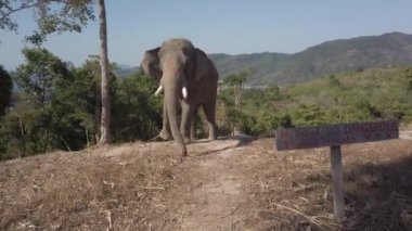 Fil Tayland 'ın Phuket kentindeki bir tepede ağaca bağlanmış.