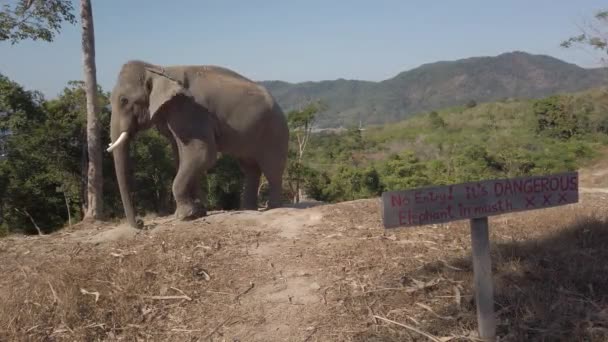 Elefant Knuten Till Ett Träd Kulle Phuket Thailand — Stockvideo