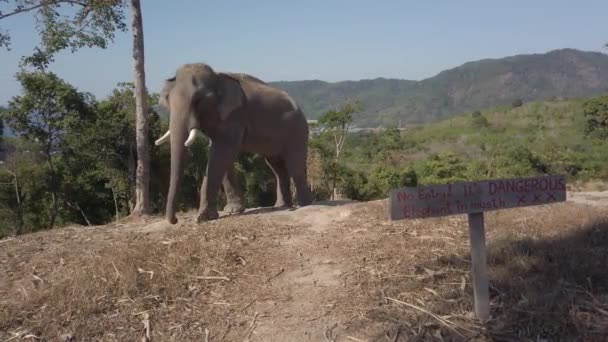 Elefant Knuten Till Ett Träd Kulle Phuket Thailand — Stockvideo