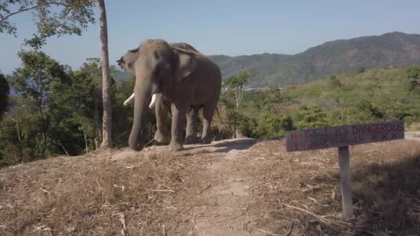 Elefante Atado Árbol Una Colina Phuket Tailandia — Vídeo de stock