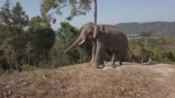 Elefante Atado Árbol Una Colina Phuket Tailandia — Vídeos de Stock