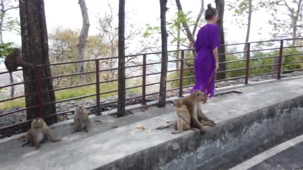 March 2020 Phuket Thailand People Walk Mountain Monkeys Feed Monkeys — Stock Video