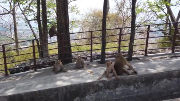 在泰国的普吉山 猴子的一家住在山上 — 图库视频影像