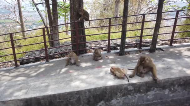 Affenberg Phuket Affenfamilie Lebt Auf Berg Thailand — Stockvideo