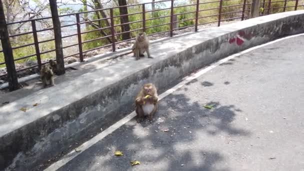 Phuket Teki Maymun Dağı Tayland Daki Dağda Yaşayan Maymun Ailesi — Stok video