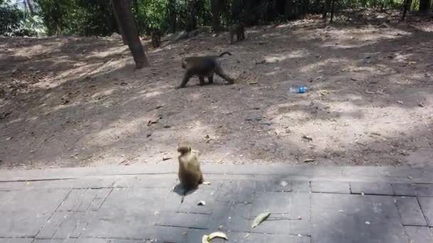 Montagne Singes Phuket Famille Singes Vit Sur Montagne Thaïlande — Video