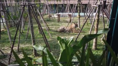 Etrafında kaplan, Tayland 'da kaplan krallığı, Phuket