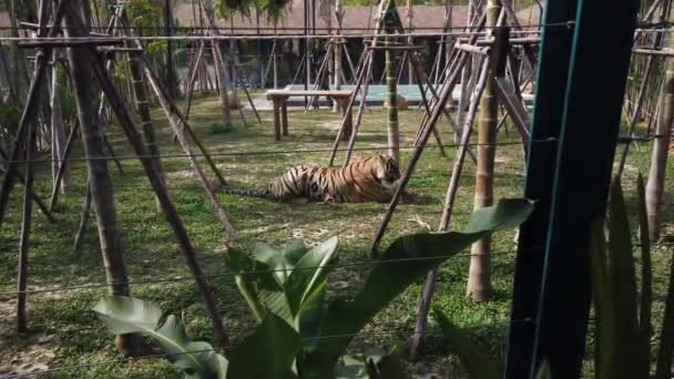 Τίγρης Στην Περίφραξη Του Βασίλειο Τίγρης Στην Ταϊλάνδη Πουκέτ — Αρχείο Βίντεο