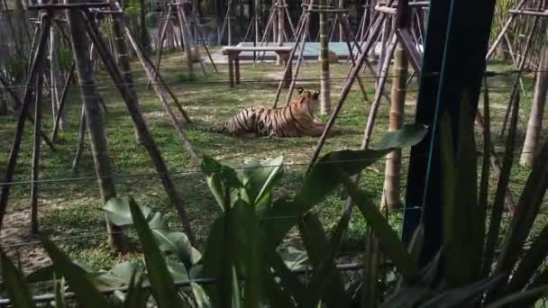 彼の囲いの中のタイガー タイのタイガー王国 プーケット — ストック動画