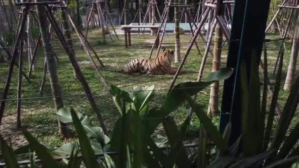 Tigre Seu Recinto Reino Tigre Tailândia Phuket — Vídeo de Stock