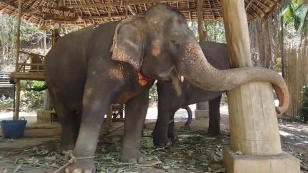 Elefantes Recinto Una Granja Elefantes Tailandia Phuket — Vídeo de stock