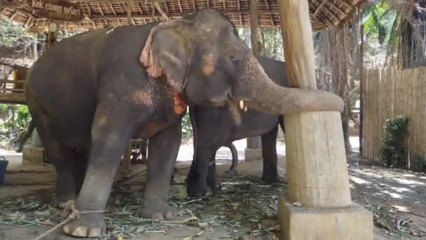 Des éléphants se tiennent dans une enceinte dans une ferme d'éléphants en Thaïlande, Phuket 