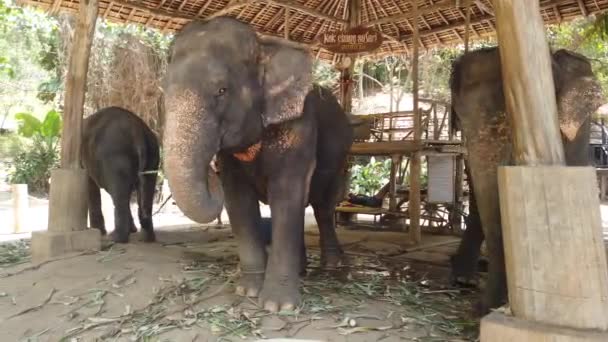 Des éléphants se tiennent dans une enceinte dans une ferme d'éléphants en Thaïlande, Phuket 