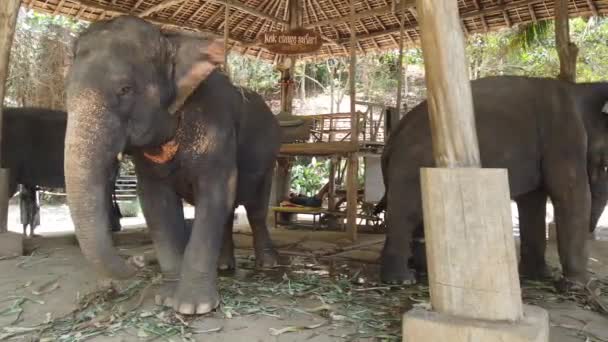 Des éléphants se tiennent dans une enceinte dans une ferme d'éléphants en Thaïlande, Phuket 