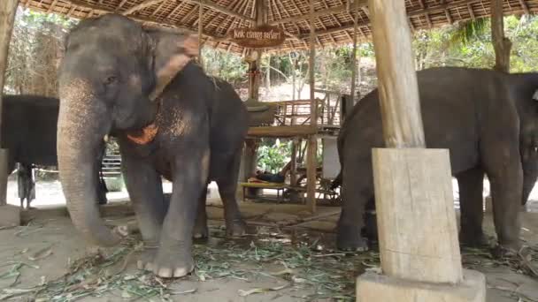 타이의 푸켓에 코끼리 농장에 코끼리들 — 비디오