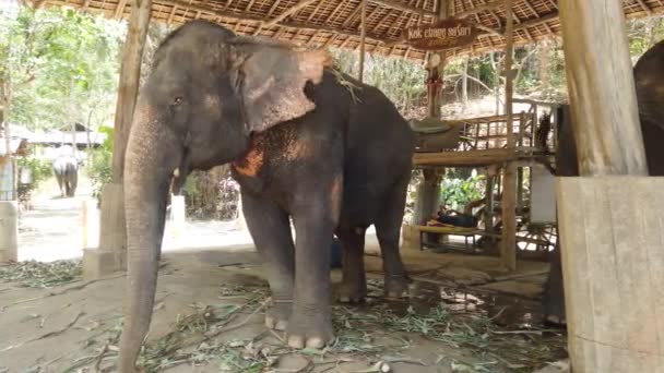Des éléphants se tiennent dans une enceinte dans une ferme d'éléphants en Thaïlande, Phuket 