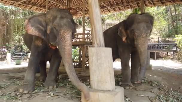Des éléphants se tiennent dans une enceinte dans une ferme d'éléphants en Thaïlande, Phuket 