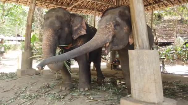 Des éléphants se tiennent dans une enceinte dans une ferme d'éléphants en Thaïlande, Phuket 